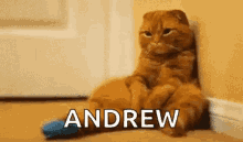 I Miss You Andrew Cat GIF - I Miss You Andrew Cat Sad GIFs