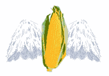 angel corn