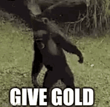 Monkey Give Gold GIF - Monkey Give Gold GIFs