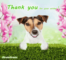 thank you dog puppy spring thank you