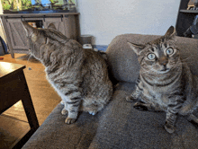 two cats are sitting on a couch and one is looking at the camera