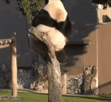 Panda Climb GIF - Panda Climb Fall GIFs