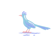 coachella bird