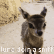sniff deer