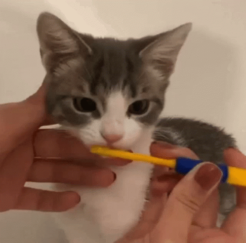 Catbrushingteeth Teethbrush GIF - Catbrushingteeth Teethbrush Cat GIFs
