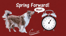 Spring Forward Clocks GIF - Spring Forward Clocks Dogs GIFs
