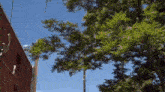 a tree with lots of leaves is in front of a building