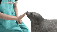Chubby Seal GIF - Chubby Seal Cute GIFs