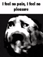 a black and white photo of a dog with the words `` i feel no pain , i feel no pleasure '' written on it .