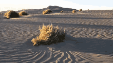 Tumbleweed Barren GIF - Tumbleweed Barren Desert GIFs
