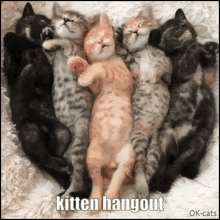 Kitten Hangout GIF - Kitten Hangout GIFs