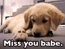 Miss You Babe GIF - Miss You Babe Dog Sad GIFs