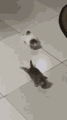 Kittens Swimming Kittens Floor GIF - Kittens Swimming Kittens Floor Meowmeow Swim GIFs