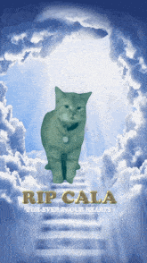 I Go Meow Cala GIF