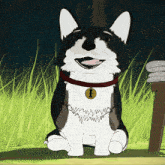 a black and white dog with an i on its collar