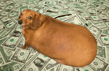 a dachshund is laying on top of a pile of one dollar bills