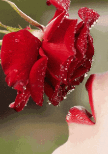 Rose Lip GIF - Rose Lip GIFs