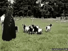 Fainting Goats GIF