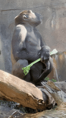 a gorilla is sitting on a log eating a green plant