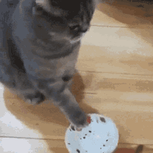 Cat Hungry Cat GIF - Cat Hungry Cat Hangry GIFs