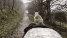 Traffic Horse GIF - Traffic Horse Cat GIFs
