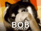 Saddog Sorry GIF - Saddog Sorry Husky GIFs