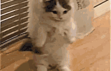 Gnarly Cat GIF - Gnarly Cat GIFs