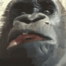 Gorilla Bruh GIF - Gorilla Bruh Ape GIFs