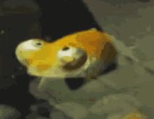 金魚 Fish GIF - 金魚 Fish Wobble Bobble GIFs