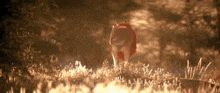 a wolf in a red cape is standing in a field