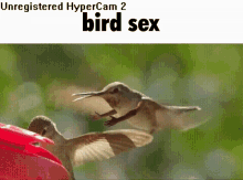 Bird Sex Bird GIF