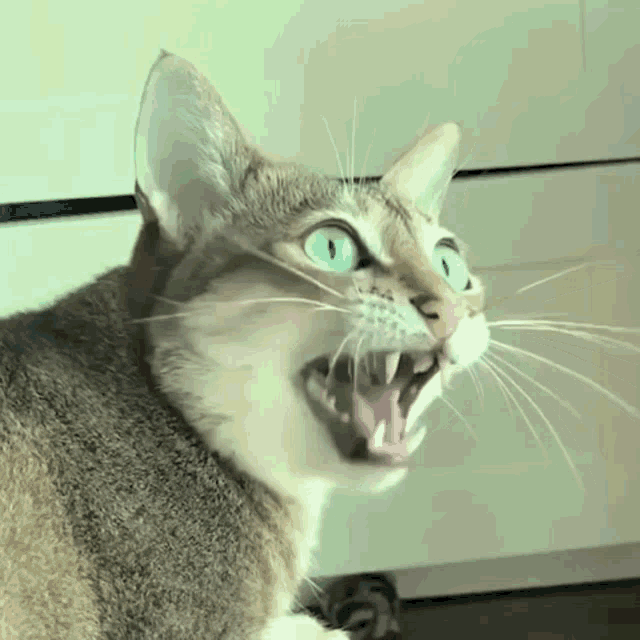 Cats Angry GIF - Cats Angry Cat - Discover & Share GIFs