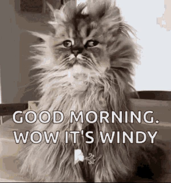 Windy Morning GIFs | Tenor