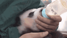 Drinking Milk 42pandas Born In Breeding Program This Year GIF