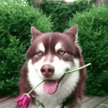 Husky Dog GIF - Husky Dog Rose GIFs