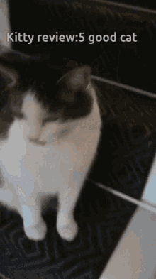 a black and white cat with the words kitty review 5 good cat on the bottom
