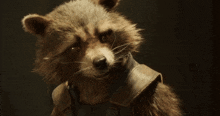 a close up of a raccoon with a leather collar around its neck