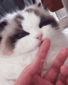 Wtf Is Going On Confused GIF - Wtf Is Going On Confused Cat GIFs