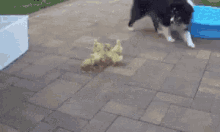 Dogs Duckings GIF - Dogs Duckings Funny Animals GIFs