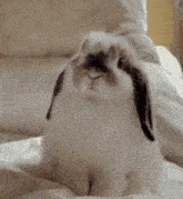 a person is petting a rabbit with a finger