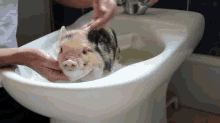 pigs bath wash clean cute