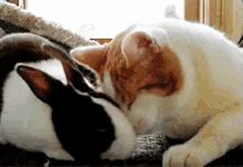 Cuddle GIF - Cat Bunny Cuddle GIFs