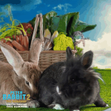 Snuggle Peter Rabbit GIF - Snuggle Peter Rabbit Peter Rabbit2the Runaway GIFs