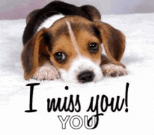 a beagle puppy is laying on a blanket with the words `` i miss you '' written on it .
