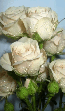 Wrose5 White Rose222 GIF - Wrose5 White Rose222 Off White Rose GIFs