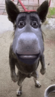 a dog that looks like a monkey is standing next to a bowl of water