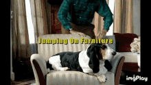 Laying On Chair Dog GIF - Laying On Chair Dog Will Ferrell GIFs