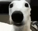 Scared Dog GIF - Scared Dog GIFs