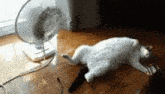 a white cat is laying on a wooden floor next to a fan