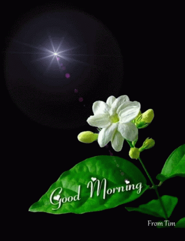 Good Morning2 GIF - Good Morning2 GIFs